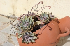 Blumen