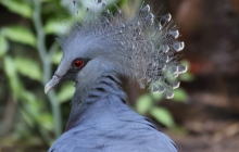 Vogel